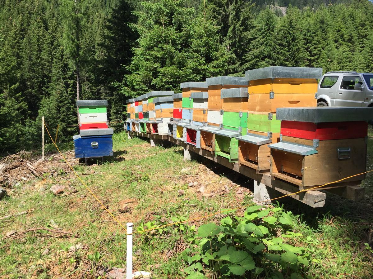 Hotel Maso Toneto Castello-Molina di Fiemme Zewnętrze zdjęcie